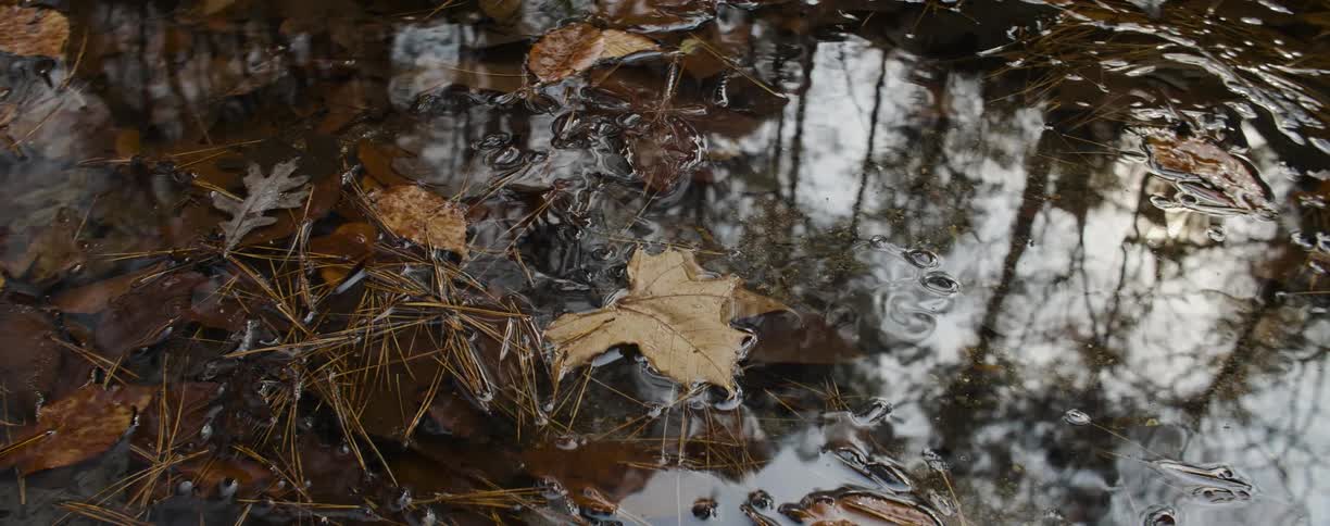 A close up view of a water spot with leaves in it