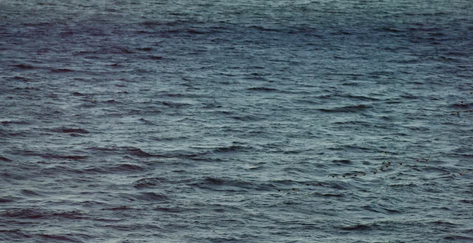 Flock of birds flying over the ocean