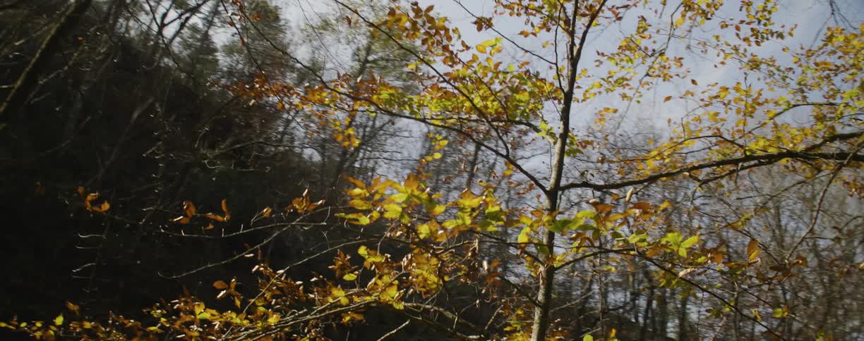 Sun shining on the trees in the woods on a fall day