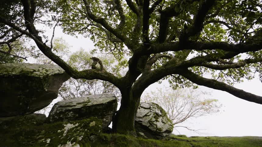A bird is on a tree on this hill