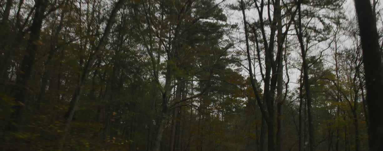 View of the woods on a cloudy day