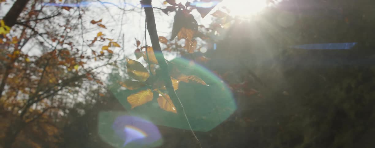 A close up view of a branch and leaves on a tree in the woods