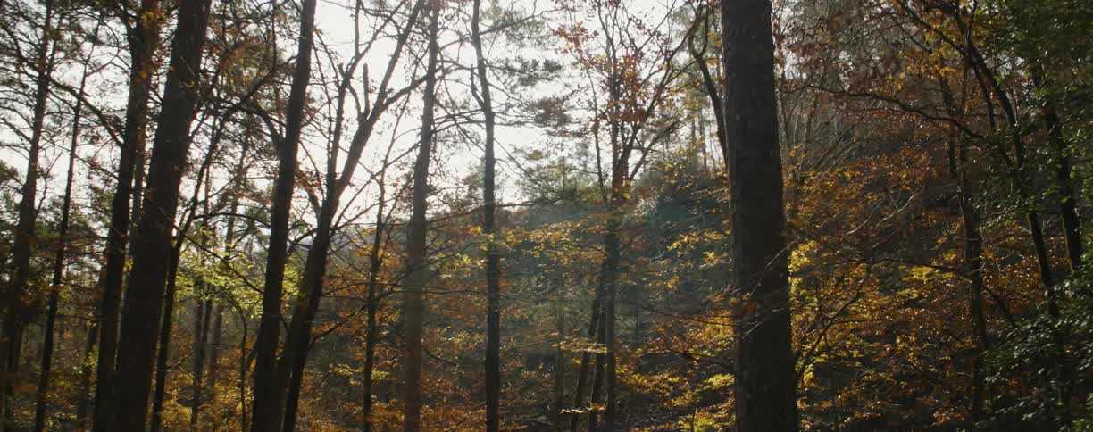 Sunlight shines down on a forest on an autumn day