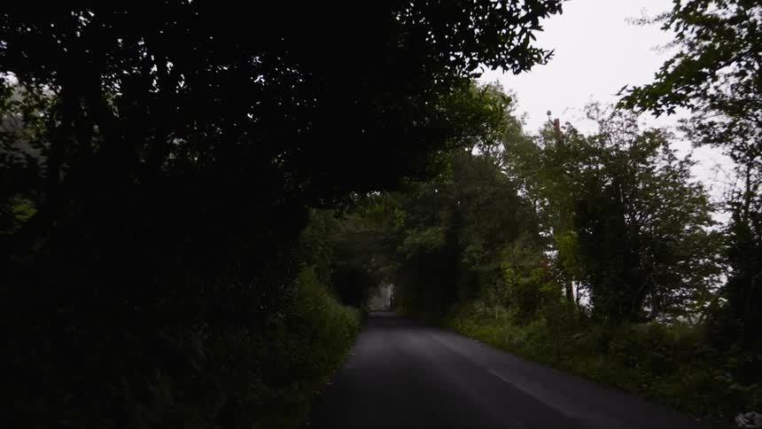 Trees line a rural road