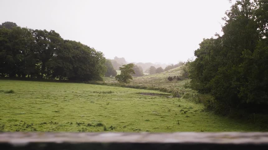 Traveling view of a grassy field with trees