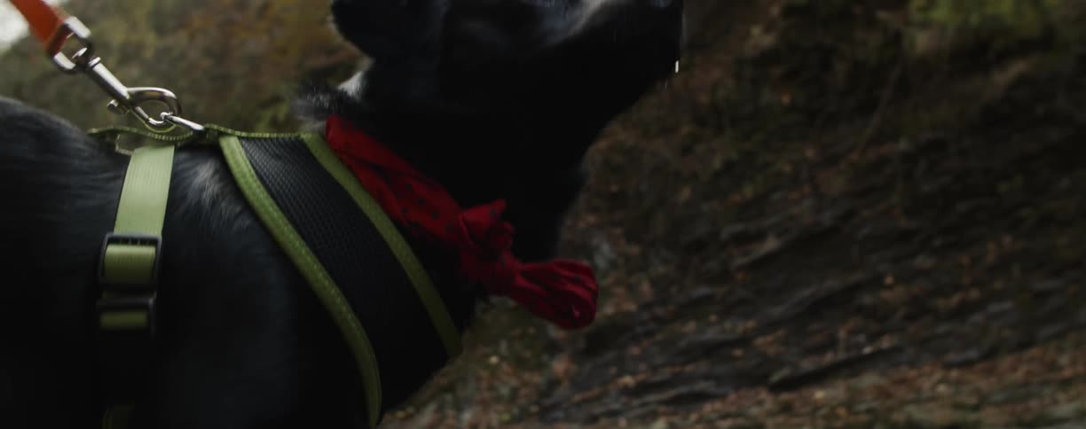 Dog drinks water from a shallow stream in the woods