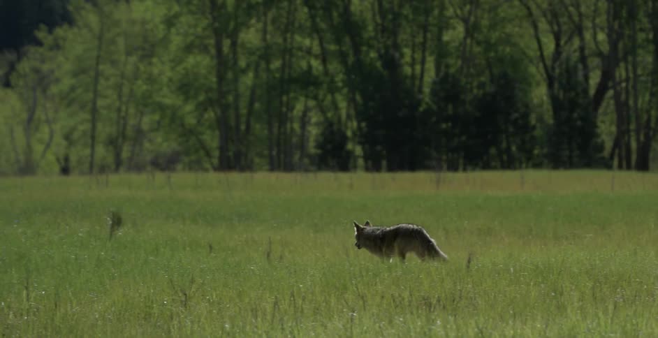 A dog or coyote walking through a field of green grass