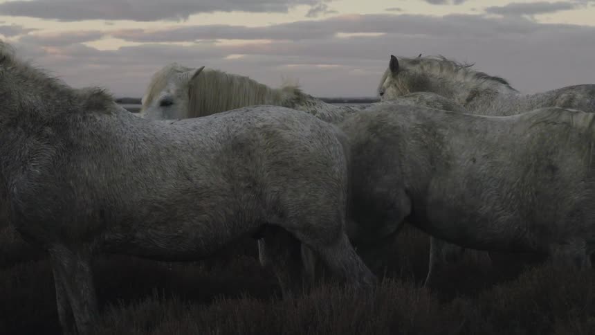 Four white horses stand in a field