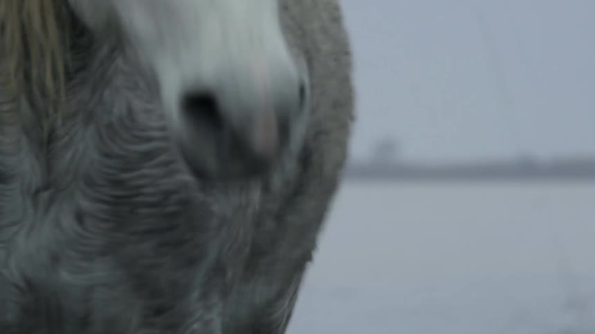Close up of white horses walking in shallow water