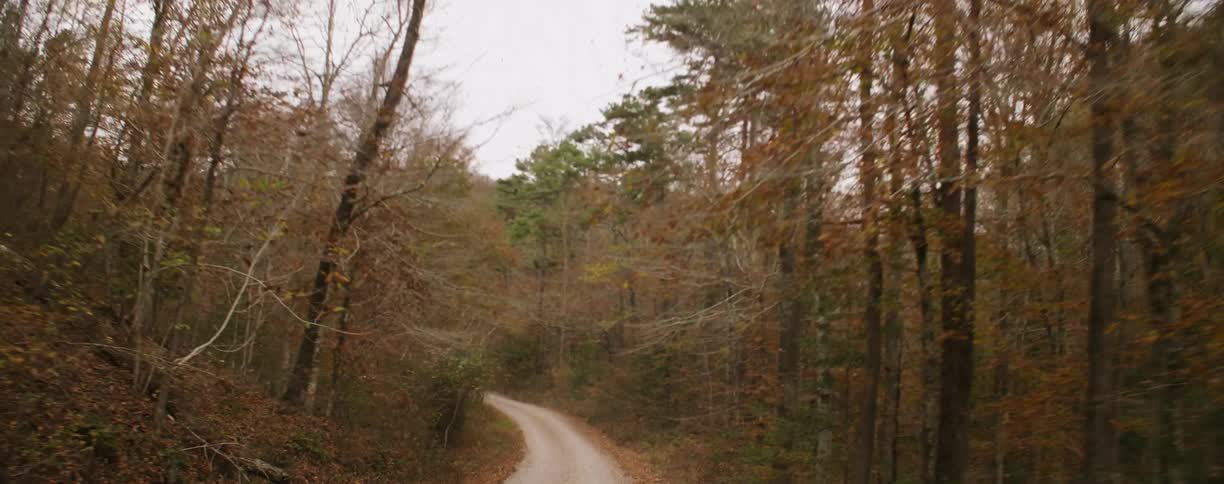 A road in the middle of some trees in the woods