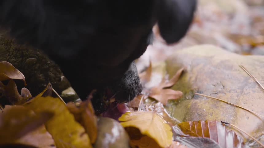 A dog is drinking from a stream thick with fallen autumn leaves