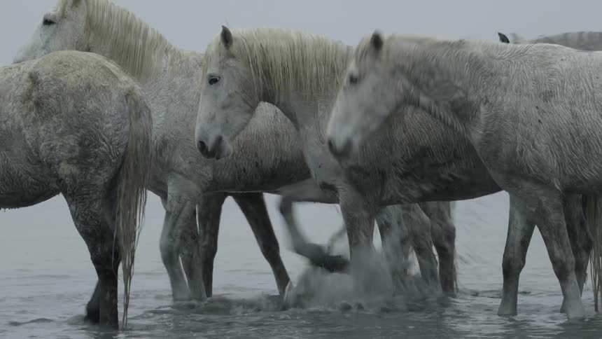 A herd of horses drink from a lake