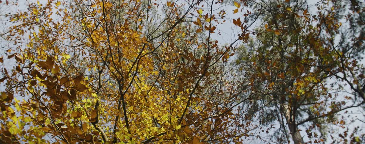 Autumn leaves on forest trees catch the sun