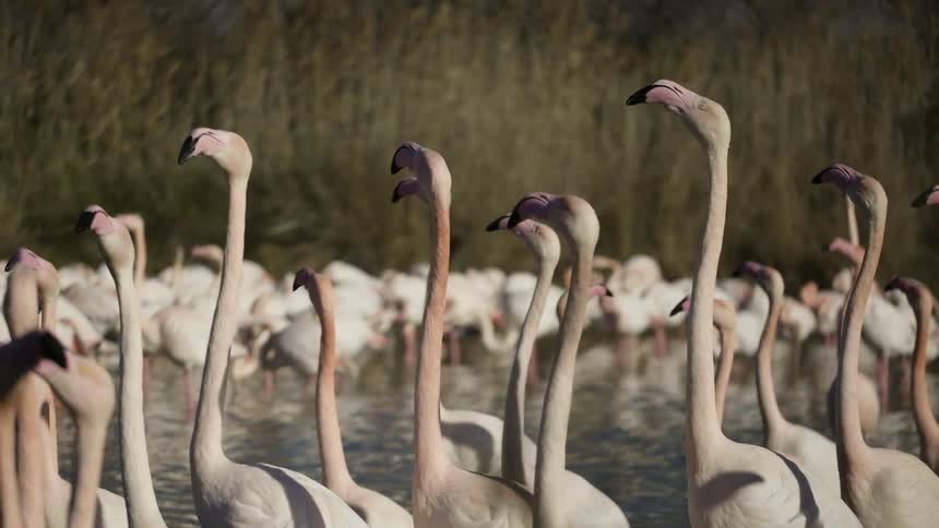 Large flock of flamingos stand in a shallow stream
