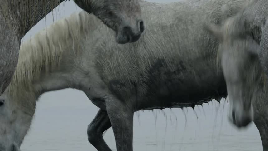 A herd of horses in water