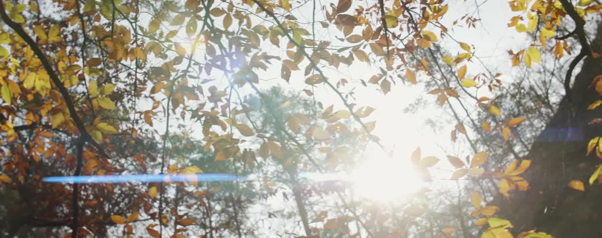 The sun shines through gold and green leaves