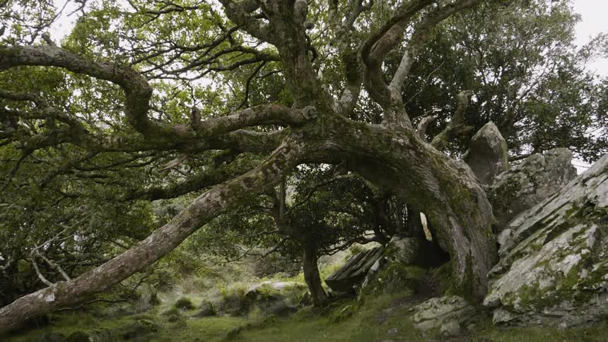 A moss covered tree trunk curves away from an outcropping of rocks