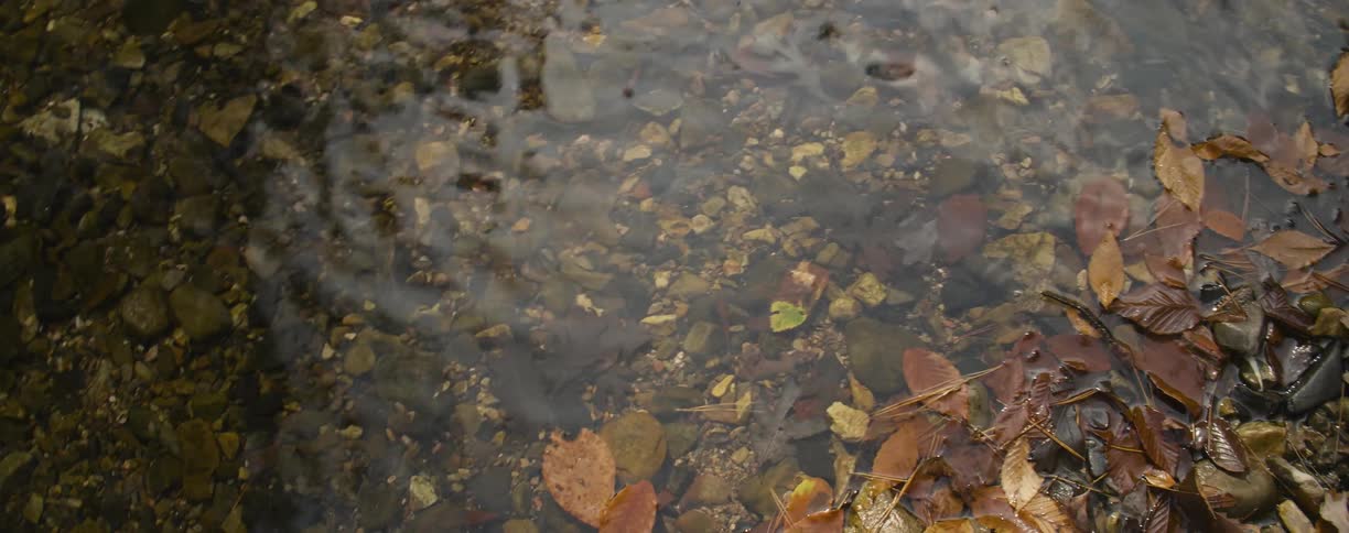 Leaves and pebbles under the clear stream water