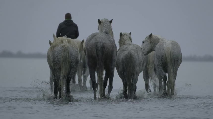 A rider leads a pack of horses as they walk in the tide at a beach