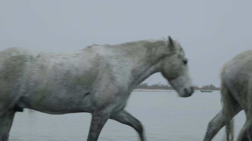 Wild horses walking in the wild