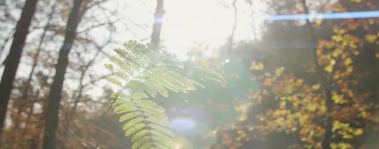 Sunlight shines on ferns in a forest