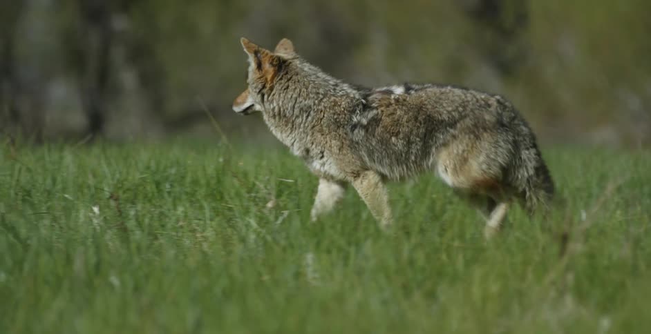 Coyote prowls through tall grass