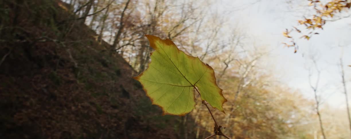 A leaf trembles in the breeze on an autumn day