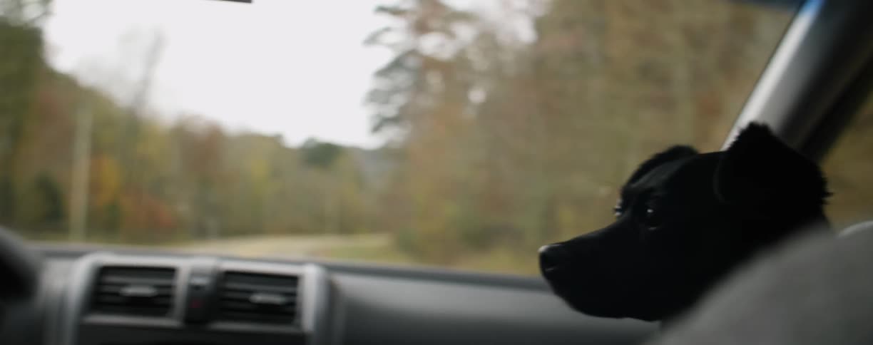 A dog is riding in the lap of a passenger in the car
