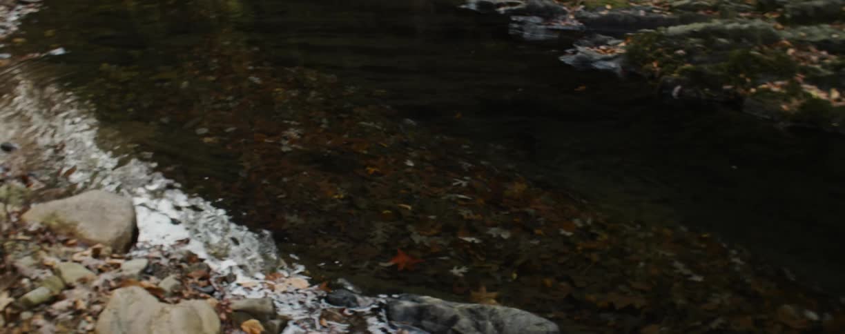 A river flowing through a woods with rocks and leaves around it