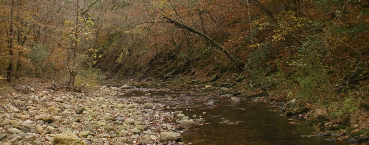 A view of a small river flowing through the woods