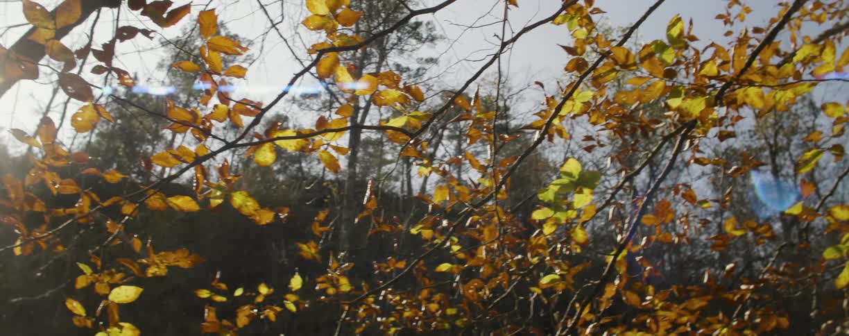 The branches are lined with yellow leaves