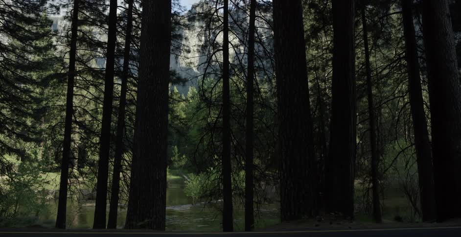 The forest is full of trees causing a shadow