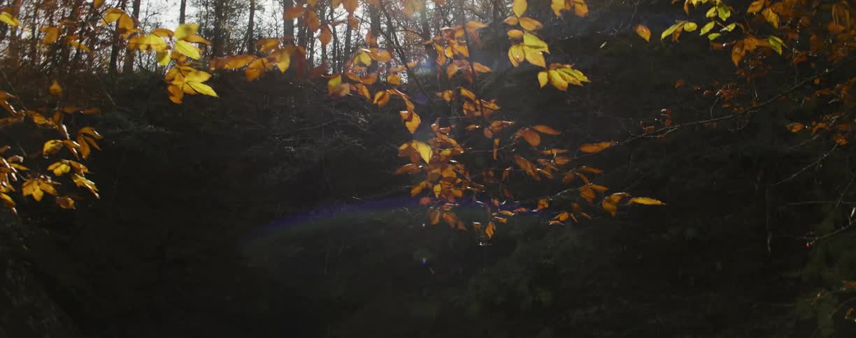 The forest has tall trees some with yellow leaves