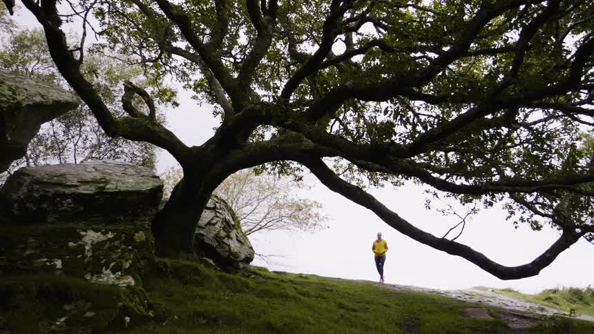 A person walks towards a large tree on a cloudy day