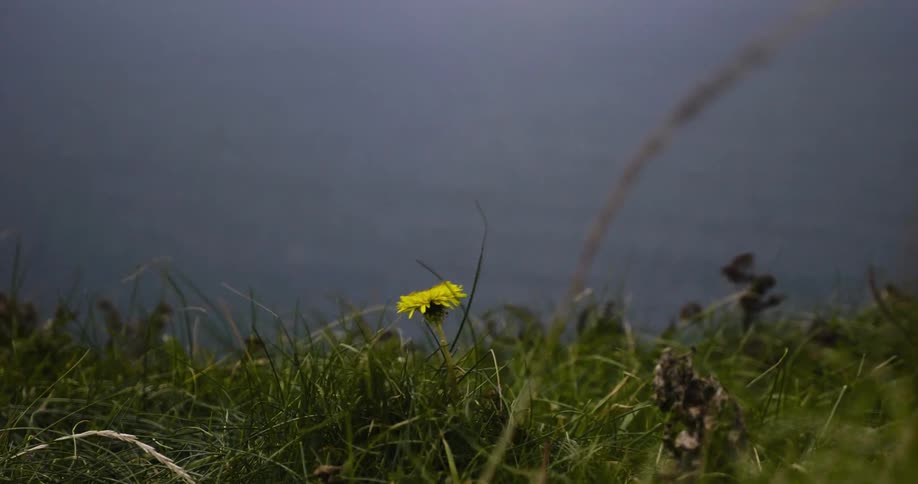 Dandelion among weeds blowing in a field