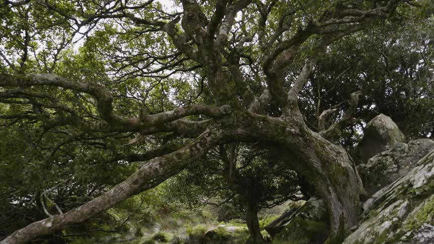 A sprawling, moss covered tree surrounded rooted in rocks