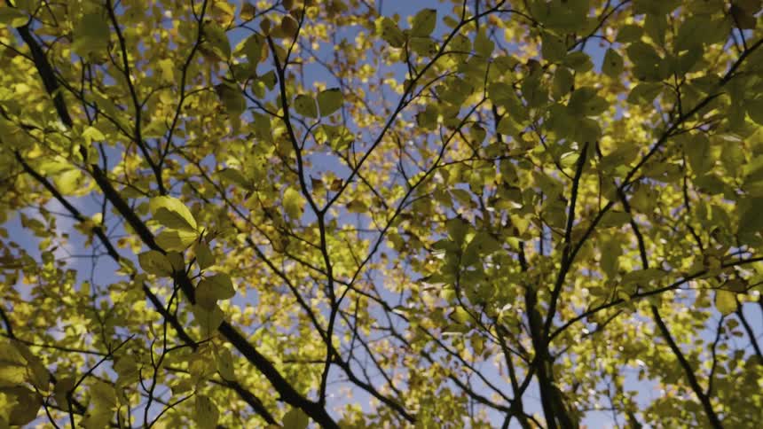 View looking up at trees on a sunny day