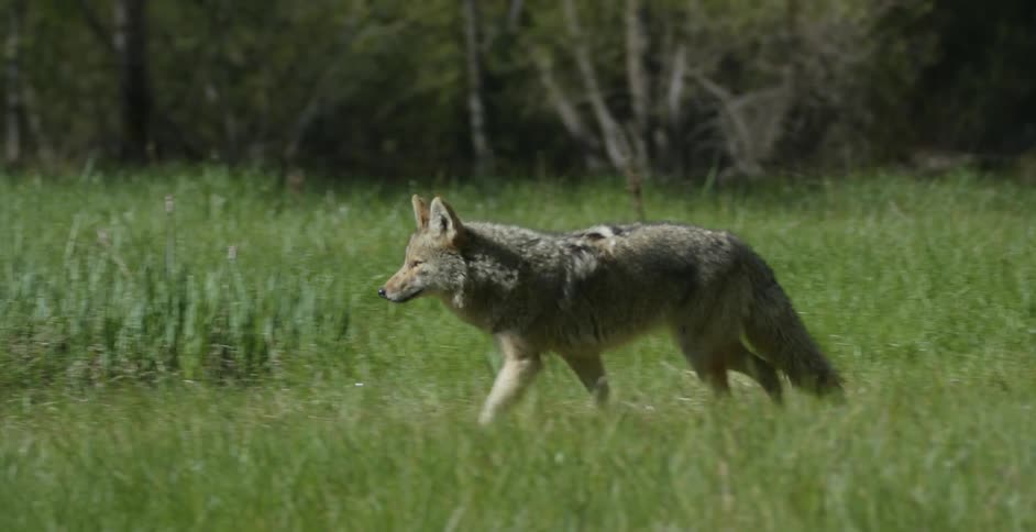 A coyote walks on the grass field