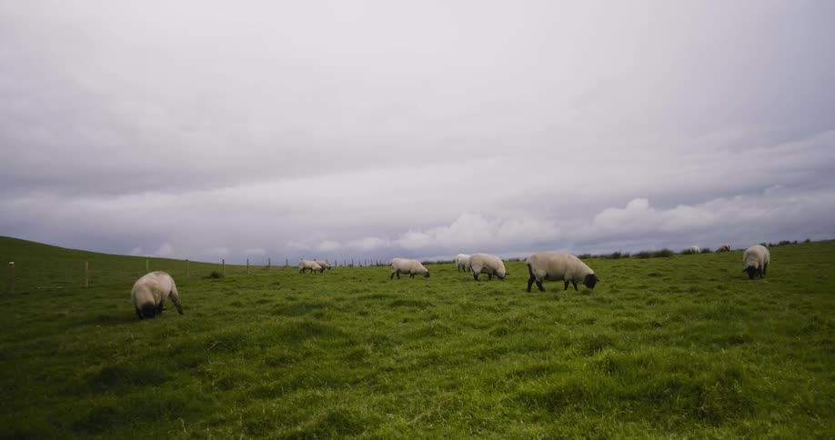 Sheep are grazing on the grass of this hill