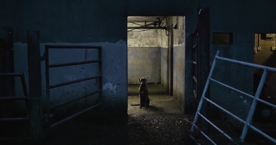 A dog is sitting in an abandoned building