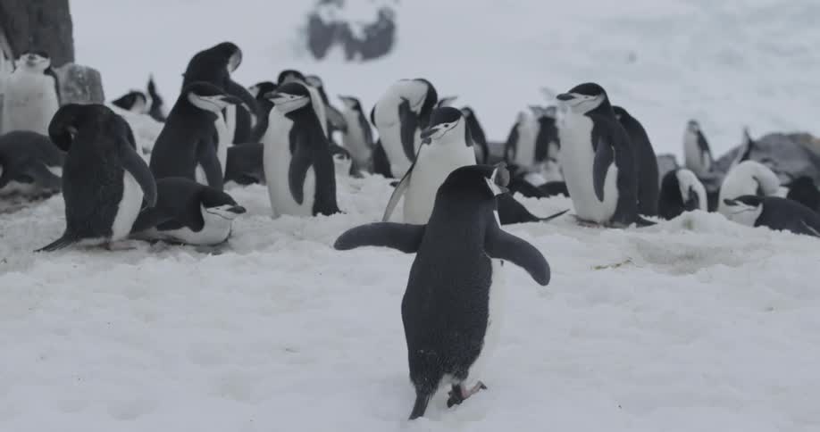 Penguin carrying stone in mouth runs through the snow to meet group of penguins