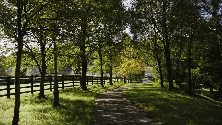 Dirt path going through the trees with a fence off to the side