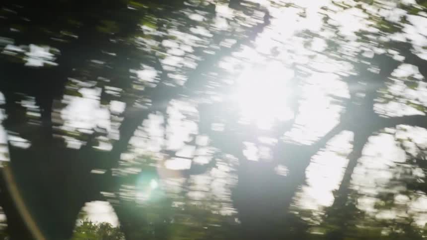 The sun shines through trees that line a road