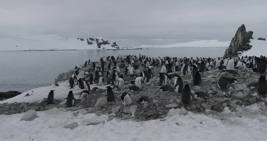 Penguins rest on a dry stretch of land in a snow covered landscape