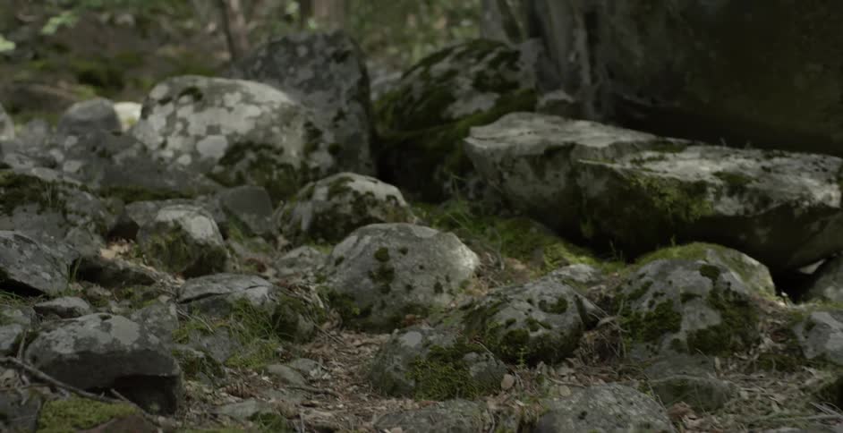 A bunch of rocks protrude from the ground with a covering of moss on them