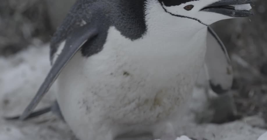 A chinstrap penguin picks up a piece of ice in its mouth