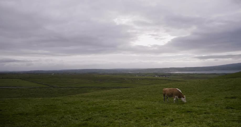 A cow grazes in a grassy field on an overcast day