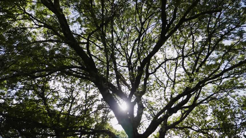 The tree is tall and green with the sun peaking in only slightly
