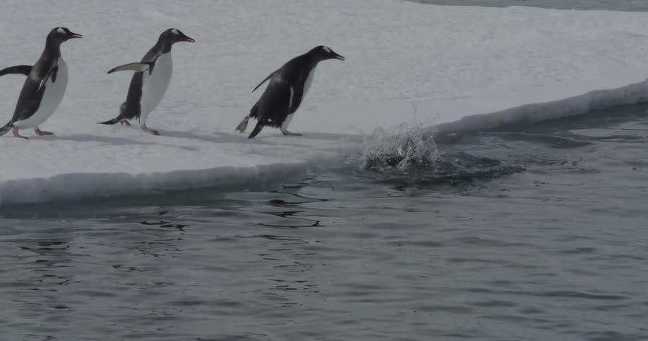 Six penguins jump from ice sheet into the water one after another (slow motion)