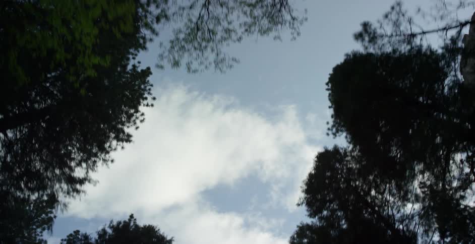 View looking up at trees on a cloudy day